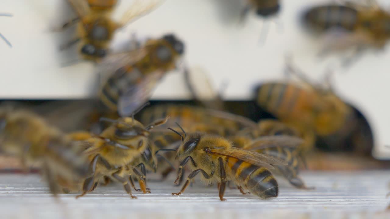imágenes macro del enjambre de abejas melíferas entrando y saliendo volando de la casa de abejas del apiario