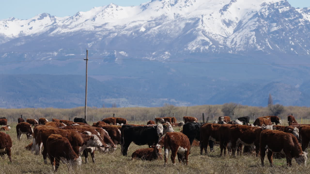 A herd of cows grazing on a pasture with a stunning mountain backdrop under a blue sky, slow motion static medium