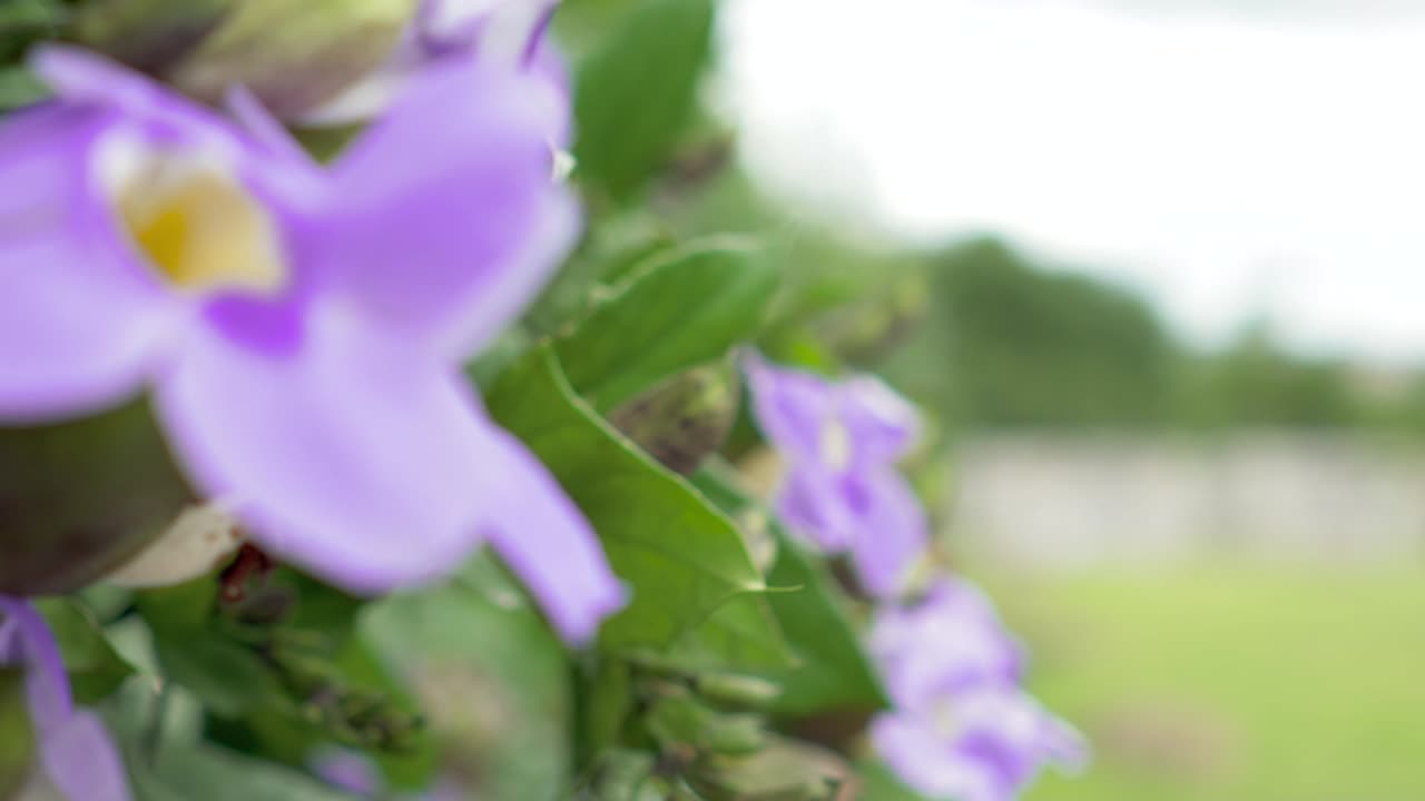 cerrar flor morada temblando en cámara lenta con el viento