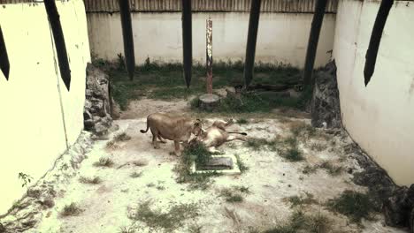 male and female lion in cage at zoo licking each other