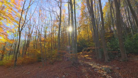 Rayo-De-Sol,-Destello-En-Un-Bosque-Colorido-Otoño-En-El-Bosque-De-Montaña-Colores-Ocres-Rojos-Naranjas-Y-Amarillos-Hojas-Secas-Bellas-Imágenes-Naturaleza-Sin-Gente