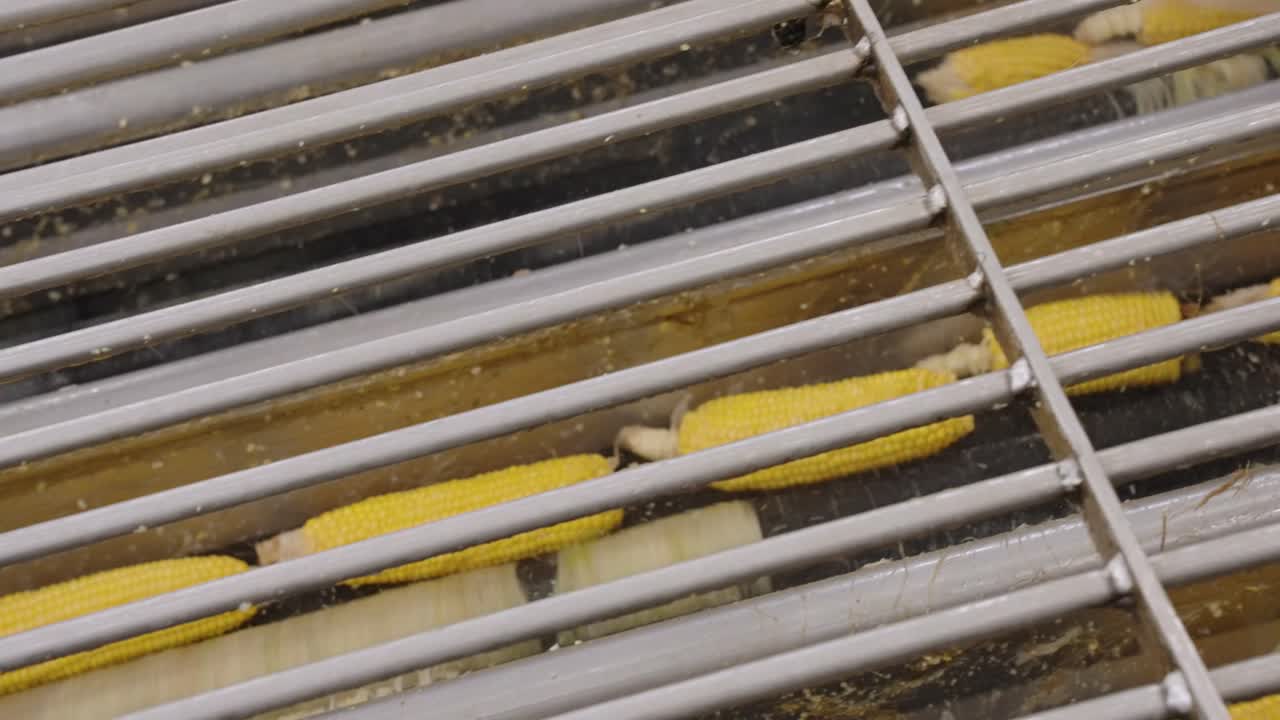 양쪽 기계적 방법을 사용하여 신선한 옥수수에서 질을 제거하는 것을 보여주는 옥수스 질 제거의 상세한 영상