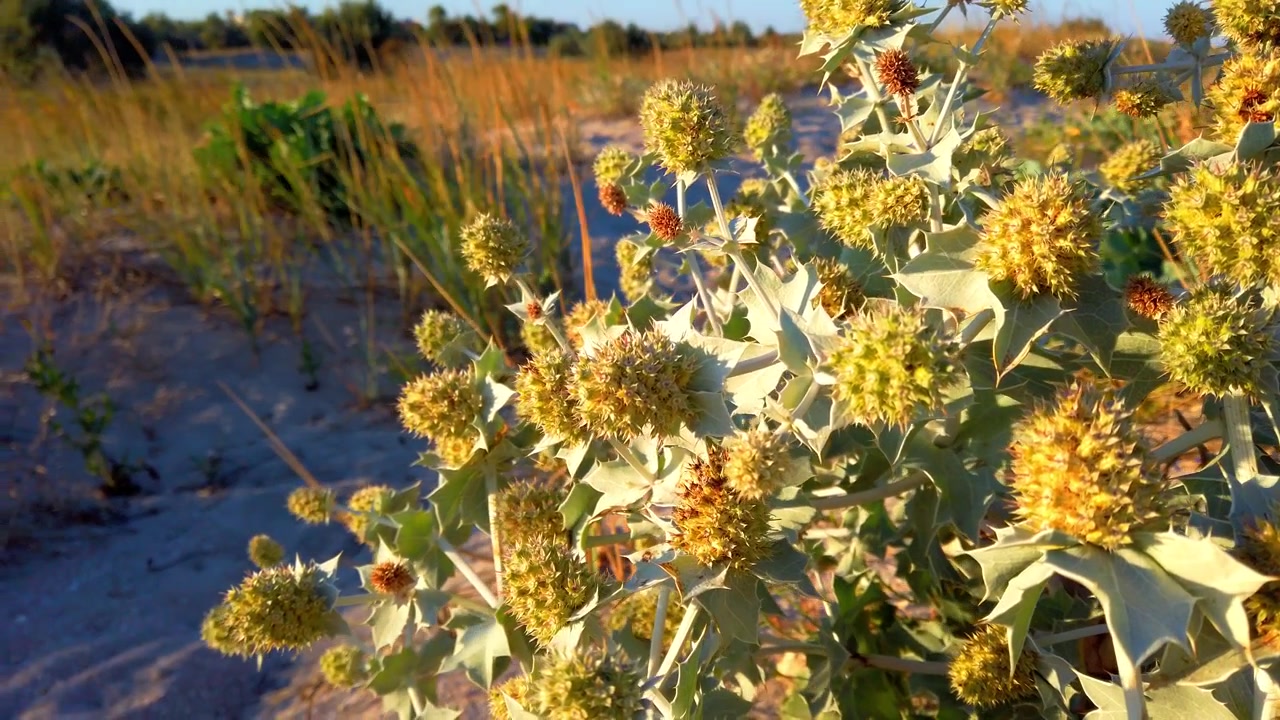 Eryngium maritimum. Fiori spinosi con foglie spinose. Fotografando dune di sabbia in estate. Fotografando di sera.