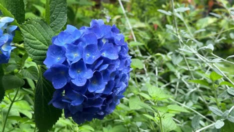 Vibrant-blue-hydrangea-in-lush-garden-greenery-on-a-sunny-day,-close-up