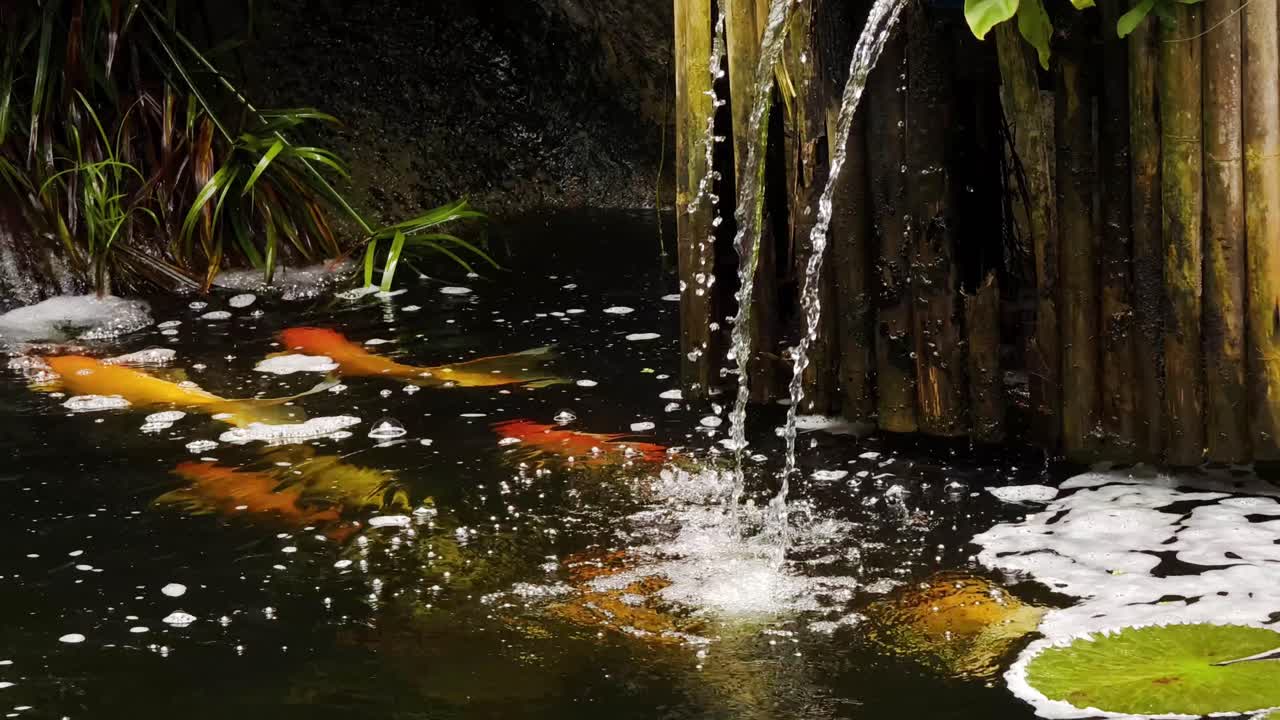 Koi Fish Pond with Waterfall and Water Lilies