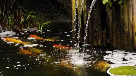 koi fish pond with waterfall and water lilies