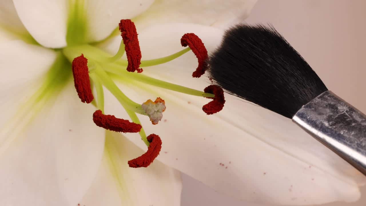 A brush transfers pollen from lily stamens, highlighting manual pollination techniques. Close-up frames emphasize precision and botanical detail