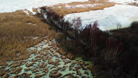 Lecho-De-Caña-Congelado-Y-Pantano-De-Bosque-Inundado-En-Invierno,-Aéreo