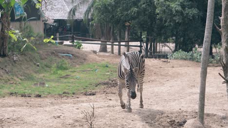 Einsames-Kleines-Gestreiftes-Zebra-Geht-Langsam-Auf-Trockenem-Gras