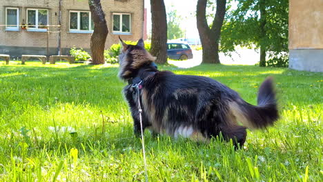 maine coon cat on green grass near old apartment buildings with leash