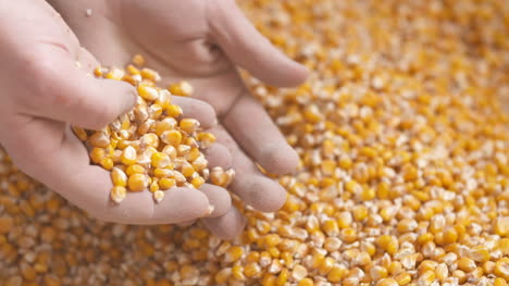 farmer hands showing freshly harvested corn grains agriculture corn harvesting 3