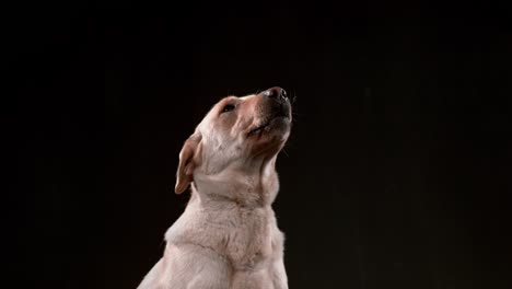 dog catching treat in slow motion