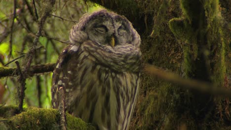 a spotted owl sleeps on a tree covered in moss 1