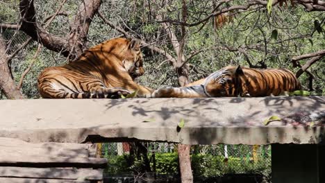 clip of two tigers lying down, relaxing and licking themselves in the zoo of indore, madhya pradesh, india