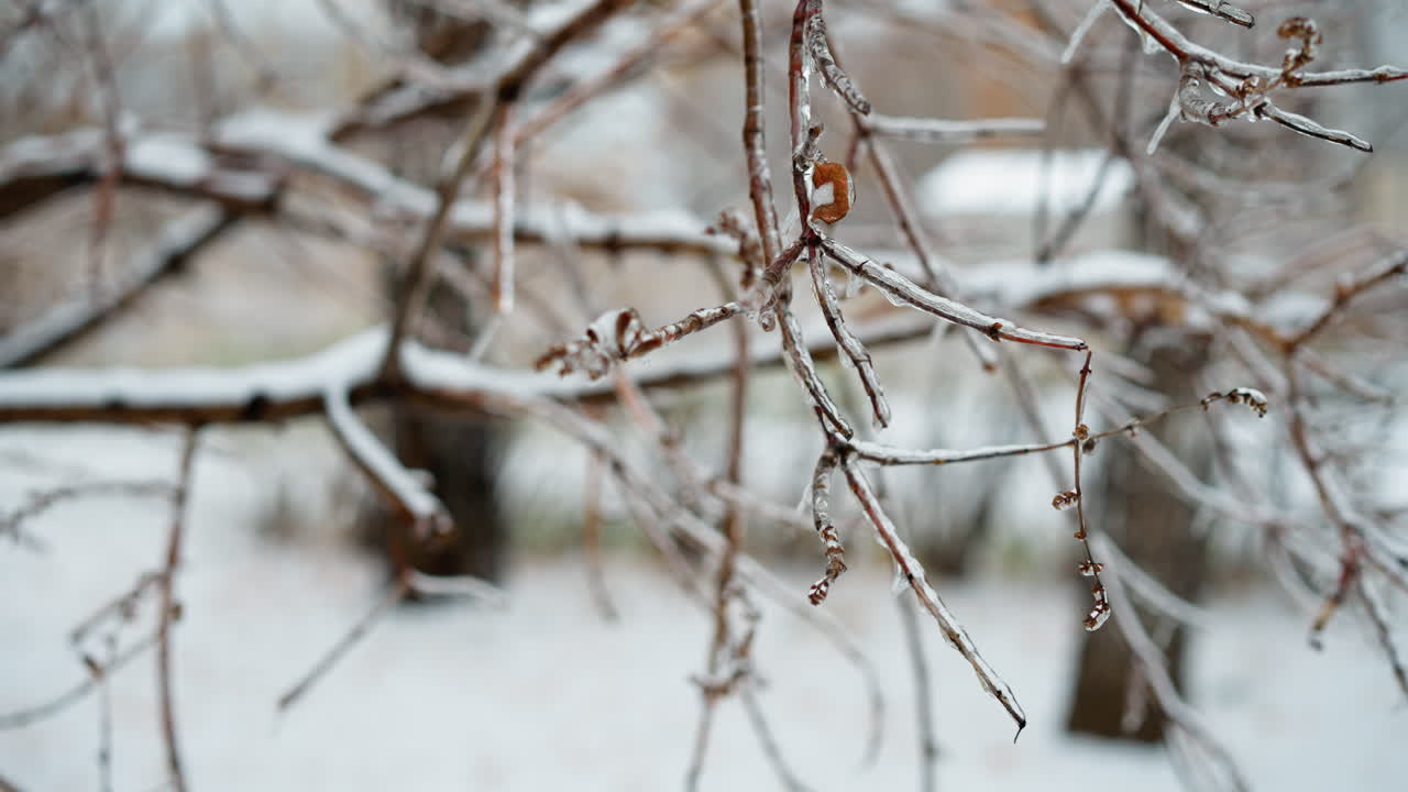 눈으로 인 나가지의 클로즈업은 복잡한 얼음 세부 사항으로, 부드럽게 흐릿한 눈 바탕에 대한 섬세한 텍스처와 자연의 아름다움을 가진 평온한 겨울 장면을 포착합니다.