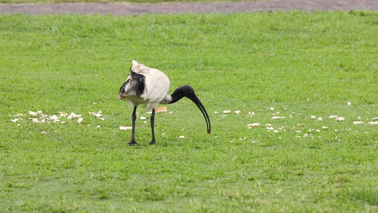 장난스러운 개가 야외에서 물체를 가져옵니다.