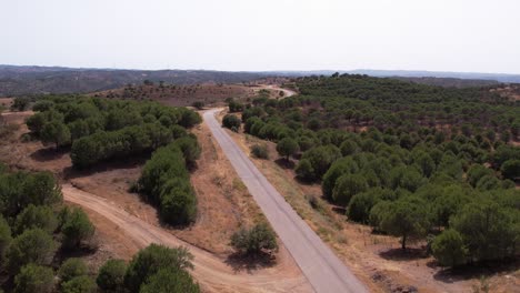 volar sobre la carretera asfaltada en un denso campo de alcornoques en la campiña alentejana, portugal