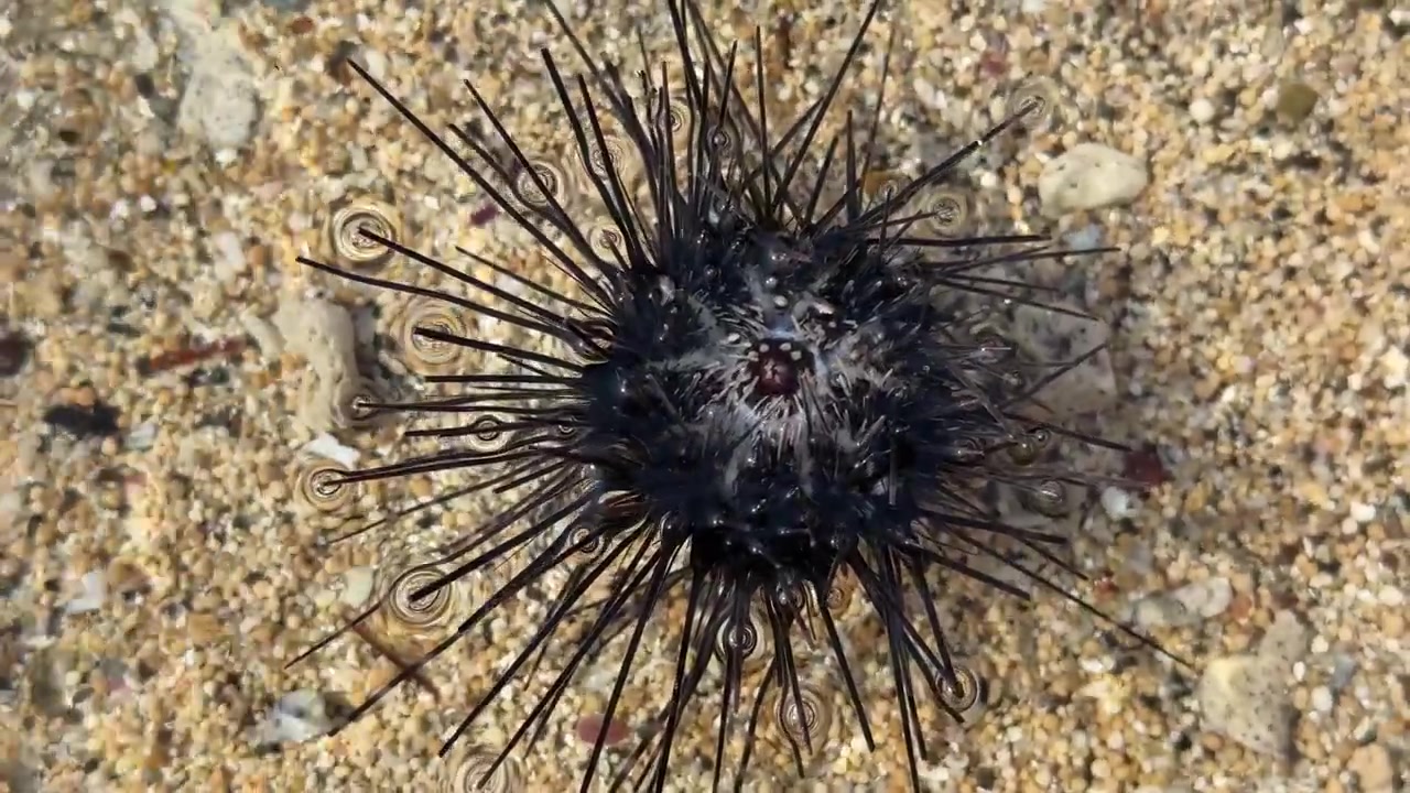 Riccio di mare nero adagiato sul fondo marino sabbioso