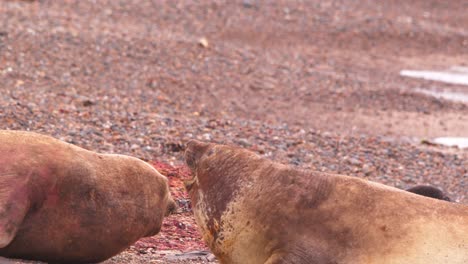 two elephant seal females shouting at each other as they get in way of the calf