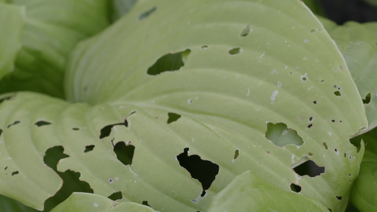 Big Light Green Leave With Holes And Small Insects Running Over