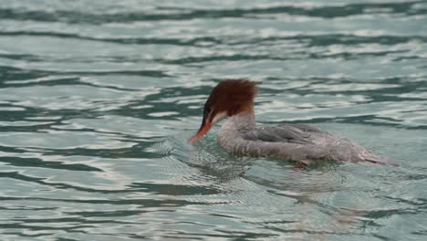 common merganser swimming on a cold swiss lake with rippling water and soft winter light