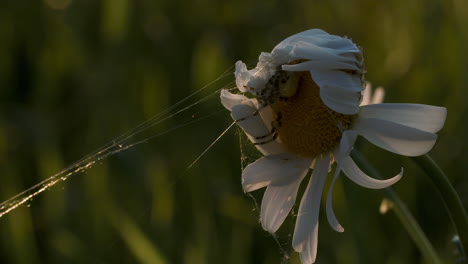 araña en una margarita