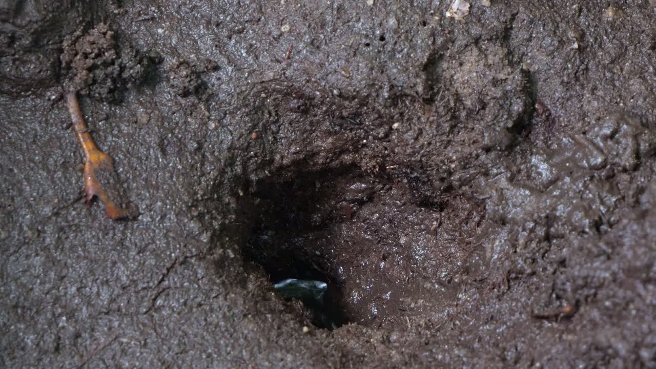 A fiddler crab emerges from its burrow in the muddy ground