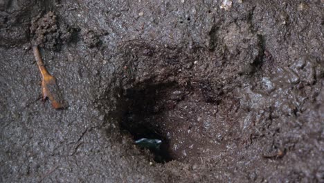 a fiddler crab emerges from its burrow in the muddy ground