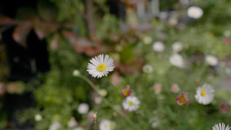 a bug flying of a daisy in this garden