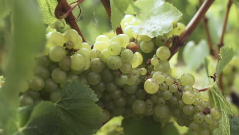 Plano-Medio-De-Ricas-Uvas-Sauvignon-Blanc,-Madurando-En-Las-Vides-Durante-El-Verano