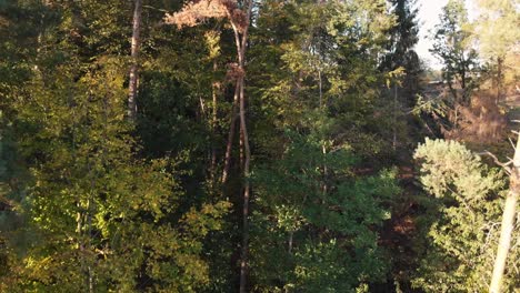 Vista-Aérea-De-Un-Bosque-En-Hermosos-Colores-De-Otoño