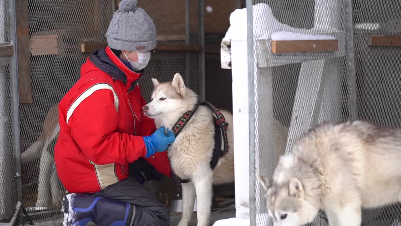 The handler carefully places a harness on the Husky sled dog, preparing it for action