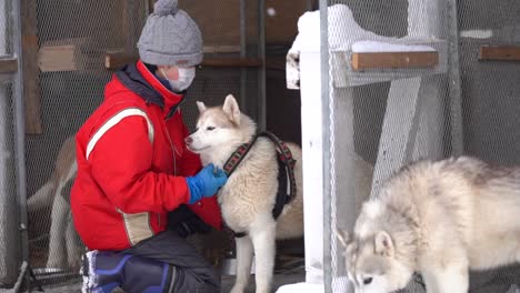 the handler carefully places a harness on the husky sled dog, preparing it for action