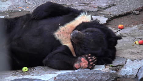 oso negro rascándose con la pata mientras se acuesta en la roca