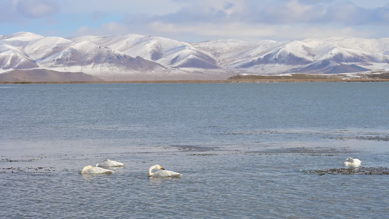 Migrating Whooper Swans rest in the icy waters of Tariat Lake, Mongolia. The remote, snowy landscape and mountains frame this vital wildlife stopover