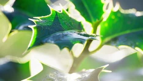 captivating video of a stunning holly bush, morning sun backlighting, vibrant green leaves glinting, and red christmas berries sparkling with morning dew