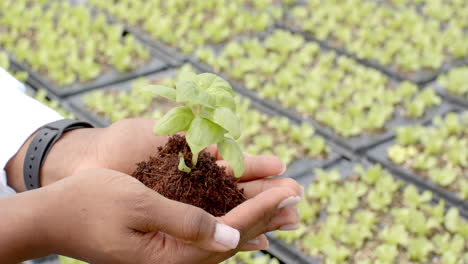 holding small plant, person working in hydroponic farm, nurturing seedlings