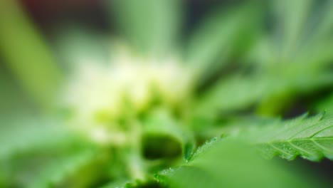closeup crystals medicinal marijuana narcotic cannabis plant illegal forbidden greenhouse herbal weed pull away