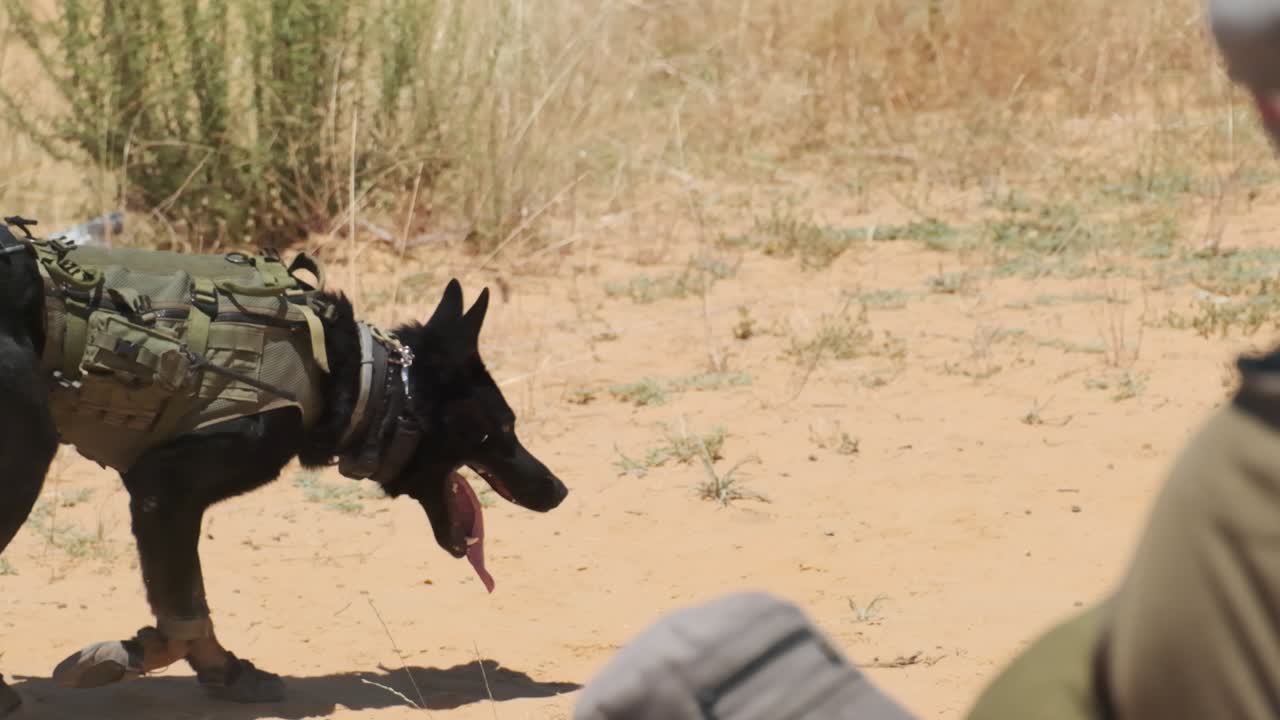 Black military dog sniffs the desert land in search of explosives