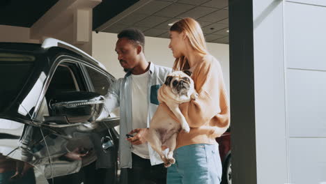 con una pareja de pug visita una sala de exposición de automóviles