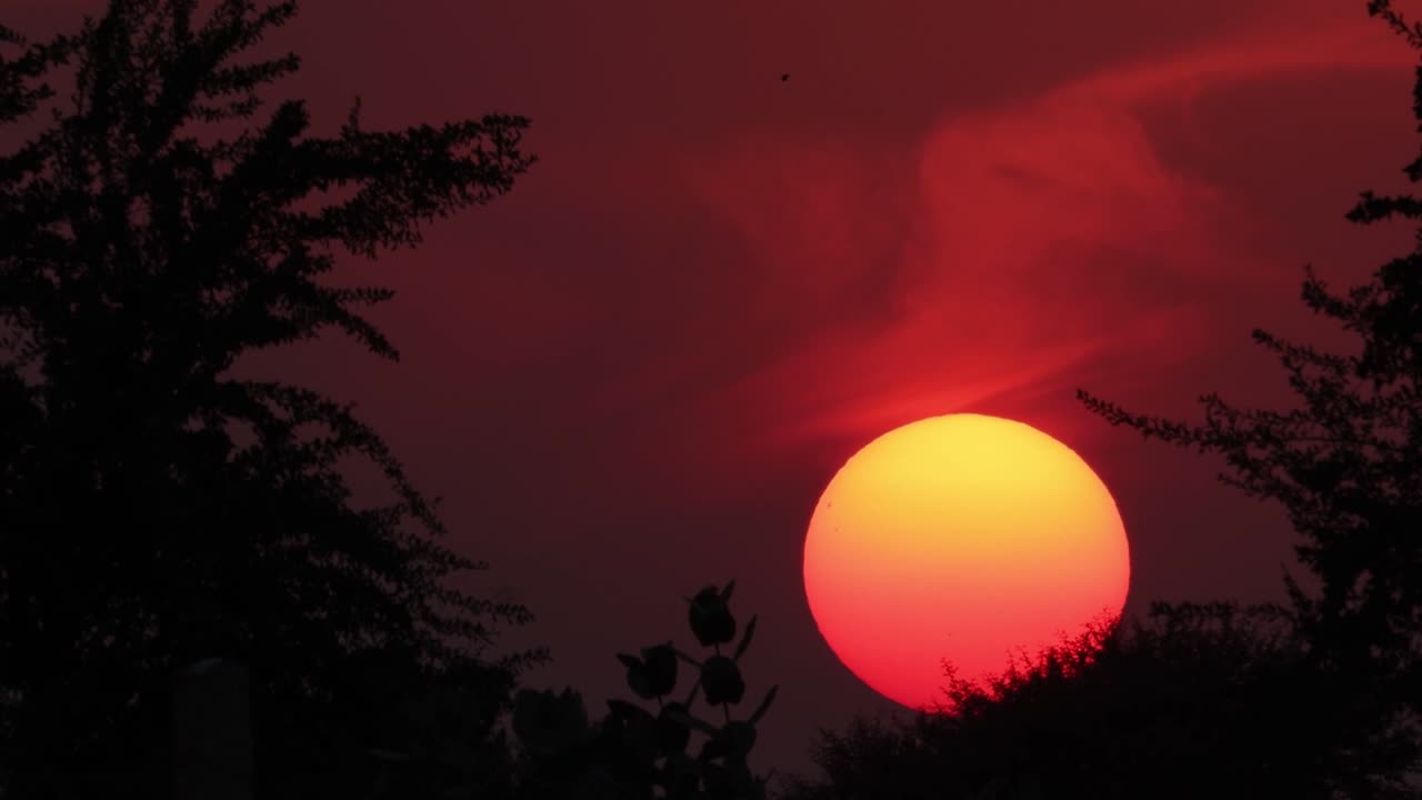 나무 뒤에 밝은 노란색과 은색의 빛이 가득 차 있습니다.