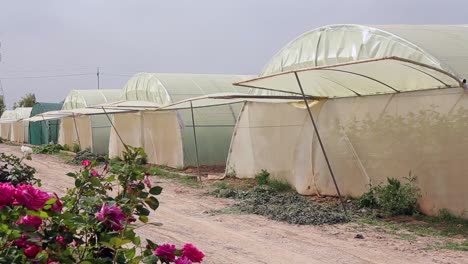 Agricultural-in-greenhouses-and-drip-irrigation