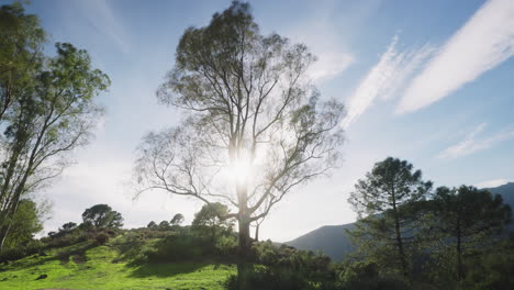 Baum-Mit-Der-Sonne-Dahinter,-Ländlicher-Zeitraffer