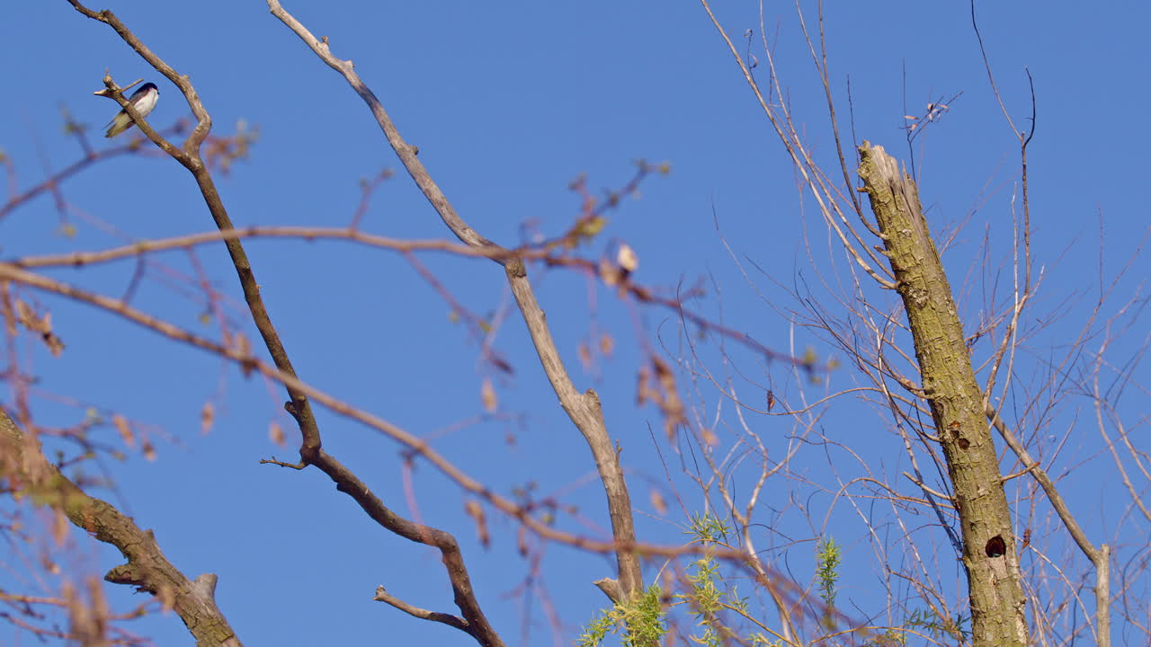 Extreme Slow motion footage of purple martin gracefully and acrobatingly flying
