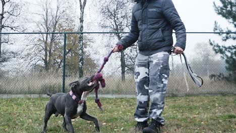 Playing-stafford-in-the-garden-of-a-animal-shelter