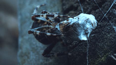 uma aranha festeja a sua presa.