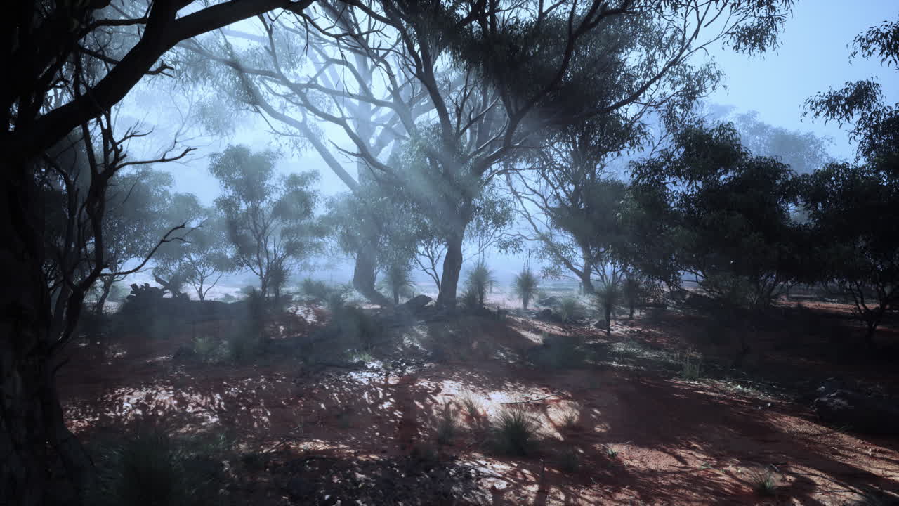 bosque de eucaliptos en el interior de australia