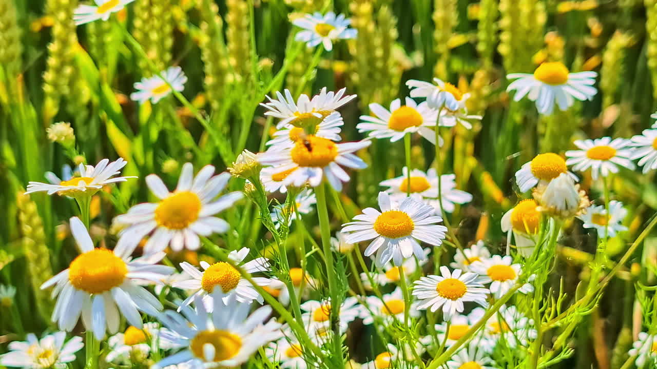 close-up of bees flying and landing on white daisies with yellow centers amid green wheat stalks