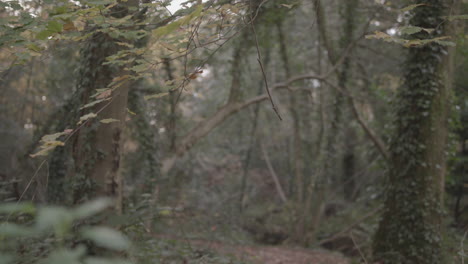 panning down onto autumn - fall clearing with log covered in ivy - ungraded