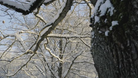 frosty oak tree branches and bark in the northen europe